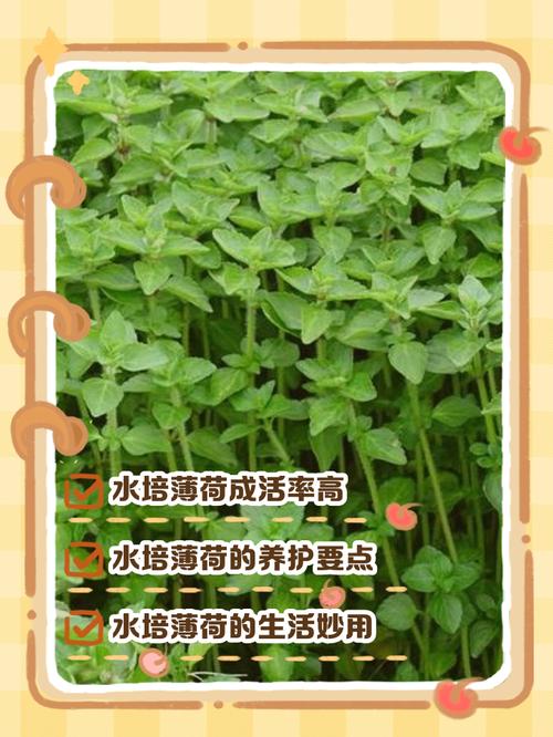 水培薄荷水为何变黄?-第2张图片-吾爱花网 水培薄荷水为何变黄?-第2张图片-吾爱花网