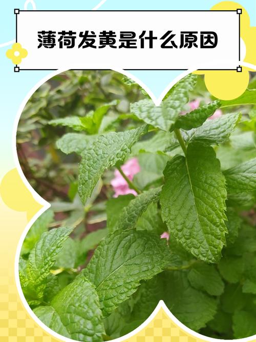 水培薄荷水为何变黄？-第3张图片-吾爱花网