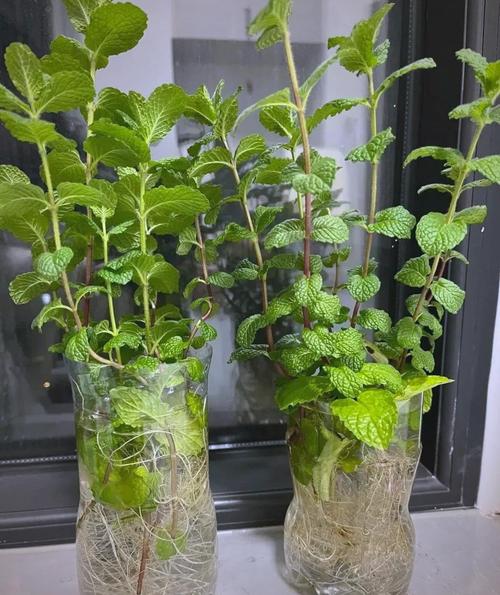 水培薄荷水为何变黄?-第1张图片-吾爱花网 水培薄荷水为何变黄?-第1张图片-吾爱花网