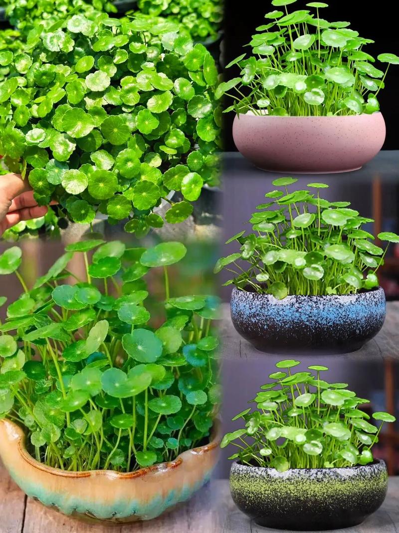 铜钱草水培盆多深合适?-第3张图片-吾爱花网 铜钱草水培盆多深合适?-第3张图片-吾爱花网