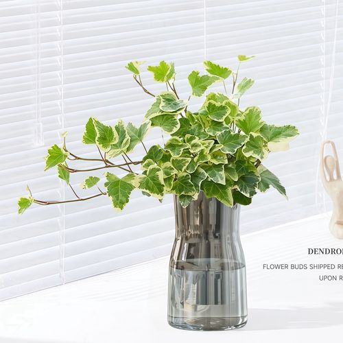 常春藤水培扦插温度多少合适?-第1张图片-吾爱花网 常春藤水培扦插温度多少合适?-第1张图片-吾爱花网