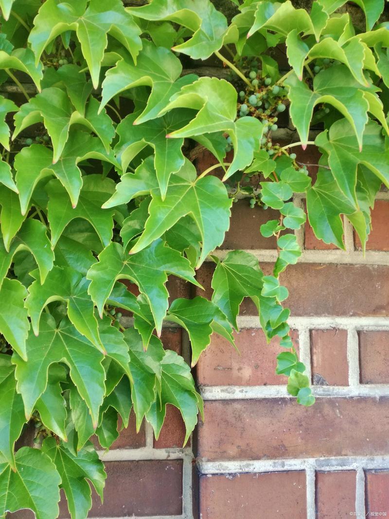 常春藤水培扦插温度多少合适？-第2张图片-吾爱花网