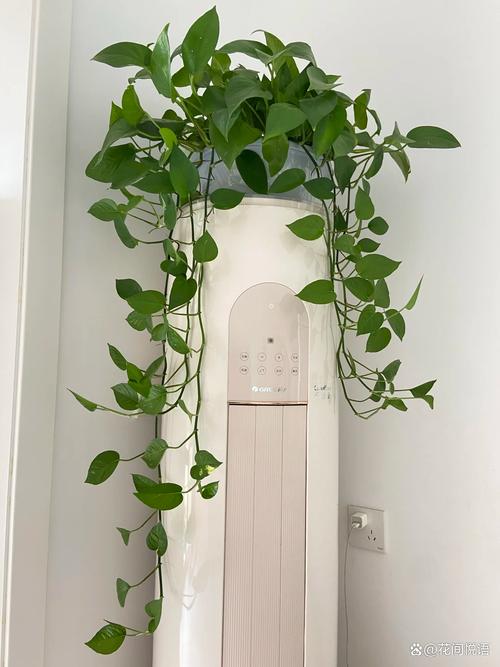 常春藤水培扦插温度多少合适?-第3张图片-吾爱花网 常春藤水培扦插温度多少合适?-第3张图片-吾爱花网