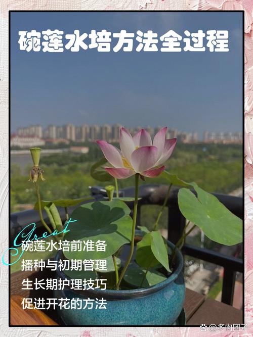 花土培转水培,关键要注意啥?-第2张图片-吾爱花网 花土培转水培,关键要注意啥?-第2张图片-吾爱花网