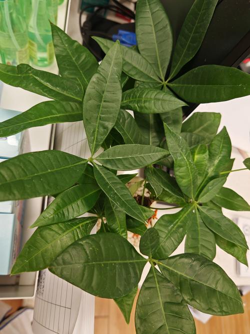 室内适宜盆栽花卉小盆栽-第2张图片-吾爱花网