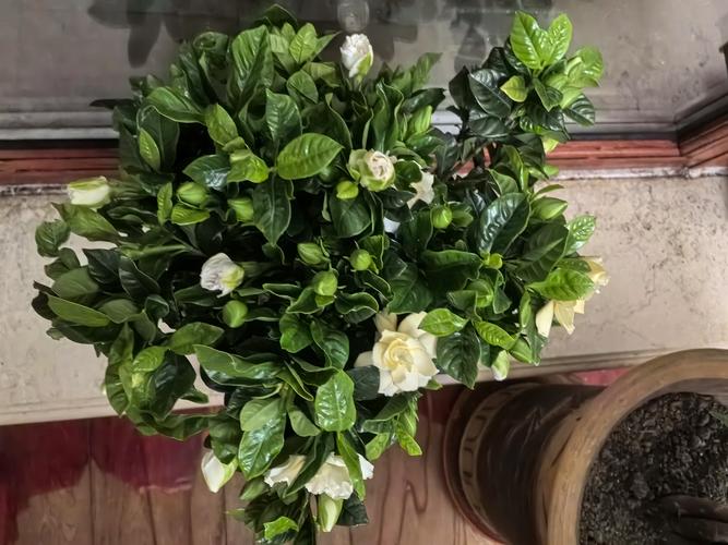 室内适宜盆栽花卉小盆栽-第3张图片-吾爱花网