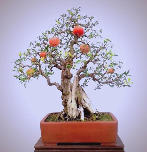 刚买石榴盆栽怎么养护？-第1张图片-吾爱花网