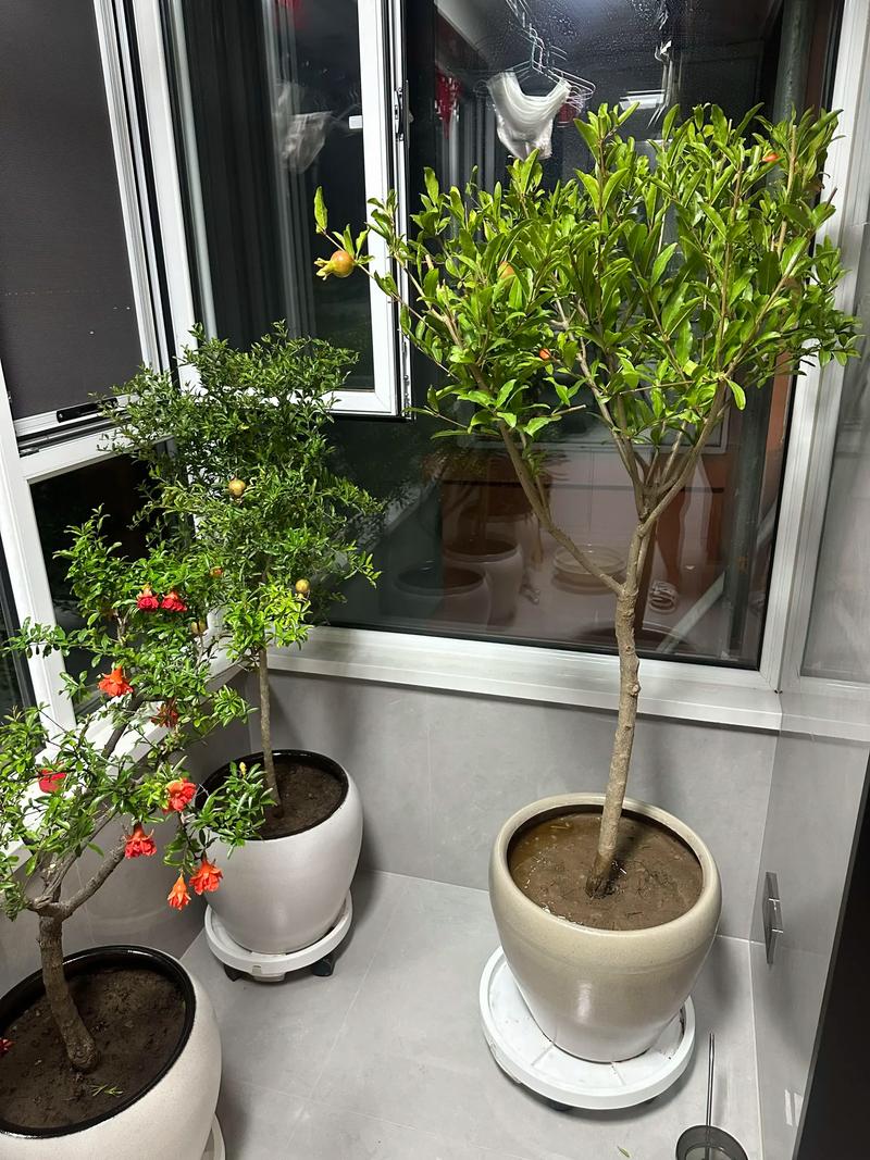 刚买石榴盆栽怎么养护？-第2张图片-吾爱花网