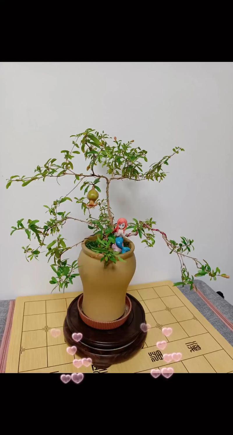 刚买石榴盆栽怎么养护？-第3张图片-吾爱花网