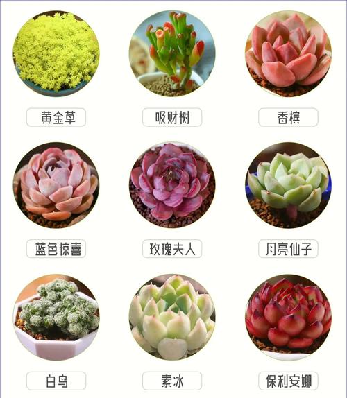 锦多肉植物名字有哪些?-第3张图片-吾爱花网 锦多肉植物名字有哪些?-第3张图片-吾爱花网