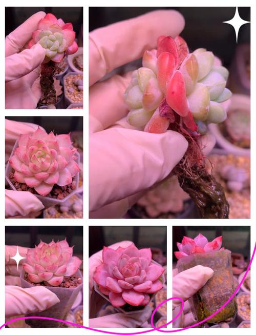 多肉适合潮湿环境吗?-第1张图片-吾爱花网 多肉适合潮湿环境吗?-第1张图片-吾爱花网