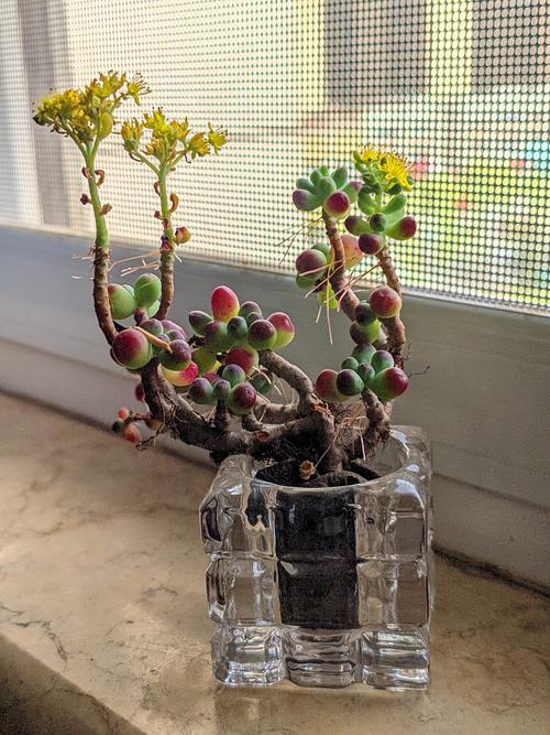 多肉适合潮湿环境吗?-第3张图片-吾爱花网 多肉适合潮湿环境吗?-第3张图片-吾爱花网