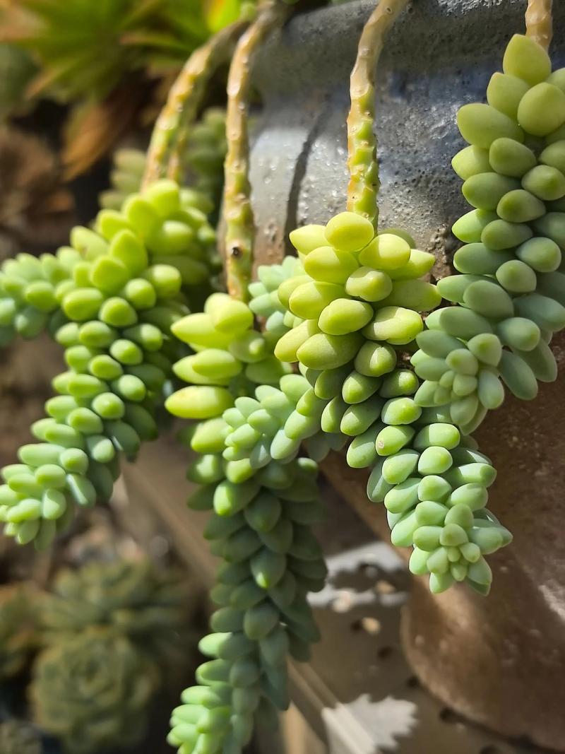夏天多肉为何会开花?-第2张图片-吾爱花网 夏天多肉为何会开花?-第2张图片-吾爱花网