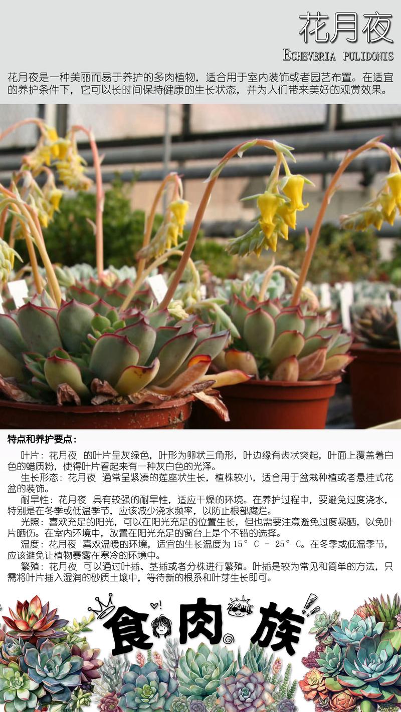 夏天多肉为何会开花?-第3张图片-吾爱花网 夏天多肉为何会开花?-第3张图片-吾爱花网