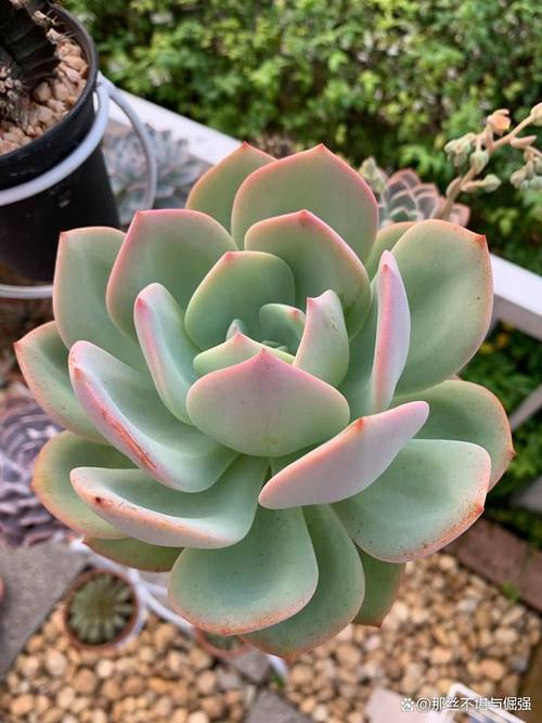 白凤怎么繁殖?方法有哪些?-第3张图片-吾爱花网 白凤怎么繁殖?方法有哪些?-第3张图片-吾爱花网