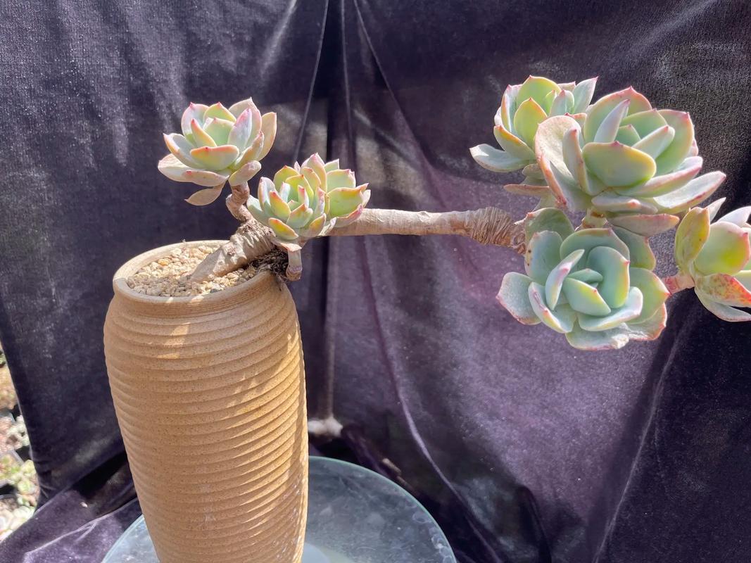 白凤怎么繁殖?方法有哪些?-第1张图片-吾爱花网 白凤怎么繁殖?方法有哪些?-第1张图片-吾爱花网