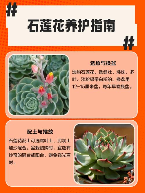 莲花掌怎么养?关键养护技巧有哪些?-第2张图片-吾爱花网 莲花掌怎么养?关键养护技巧有哪些?-第2张图片-吾爱花网