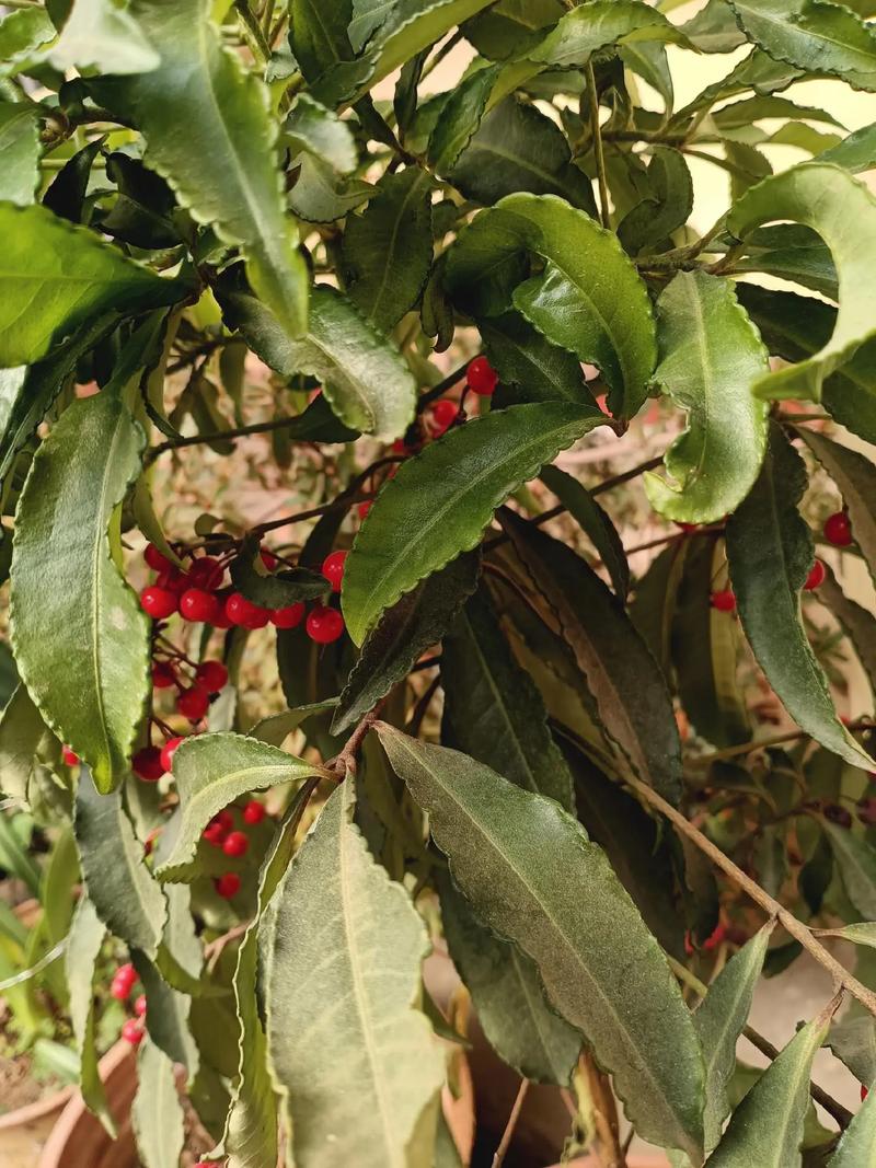 莲花掌怎么养?关键养护技巧有哪些?-第1张图片-吾爱花网 莲花掌怎么养?关键养护技巧有哪些?-第1张图片-吾爱花网