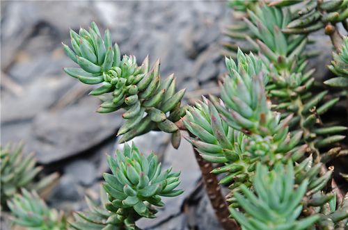 多肉植物塔松花朵图片-第3张图片-吾爱花网 多肉植物塔松花朵图片-第3张图片-吾爱花网