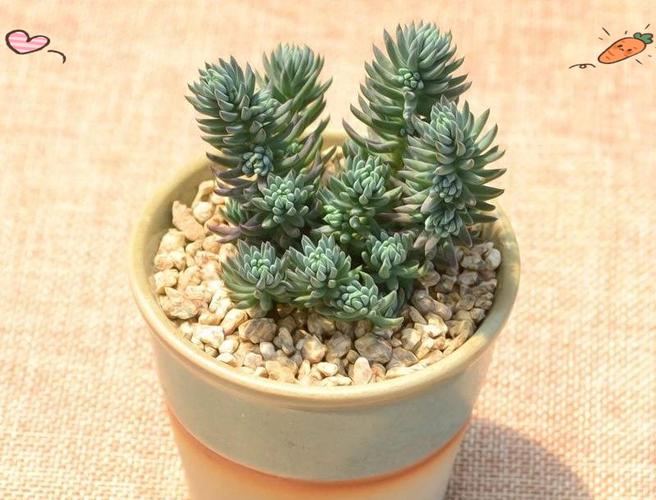 多肉植物塔松花朵图片-第2张图片-吾爱花网 多肉植物塔松花朵图片-第2张图片-吾爱花网