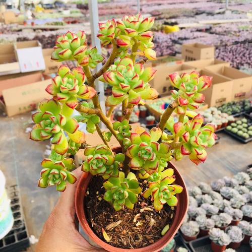 多肉酥皮鸭适合什么温度?-第1张图片-吾爱花网 多肉酥皮鸭适合什么温度?-第1张图片-吾爱花网