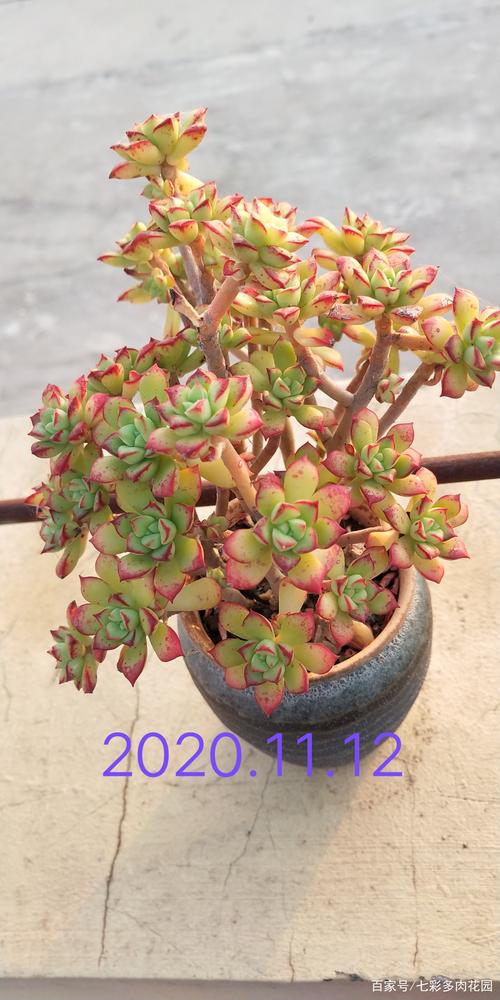 多肉酥皮鸭适合什么温度?-第3张图片-吾爱花网 多肉酥皮鸭适合什么温度?-第3张图片-吾爱花网