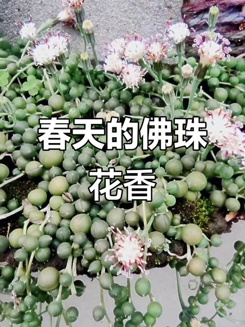 多肉佛珠开花有香味吗-第2张图片-吾爱花网 多肉佛珠开花有香味吗-第2张图片-吾爱花网