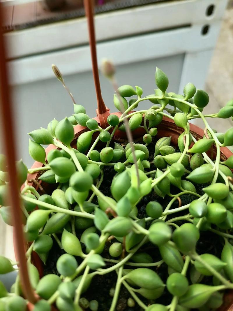 多肉佛珠开花有香味吗-第1张图片-吾爱花网 多肉佛珠开花有香味吗-第1张图片-吾爱花网