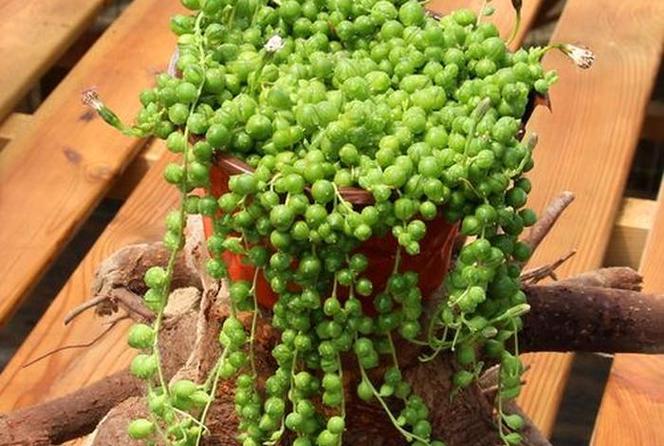 多肉佛珠开花有香味吗-第3张图片-吾爱花网 多肉佛珠开花有香味吗-第3张图片-吾爱花网