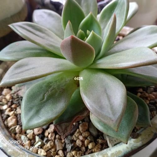 多肉叶子干黑是枯死还是能救?-第2张图片-吾爱花网 多肉叶子干黑是枯死还是能救?-第2张图片-吾爱花网