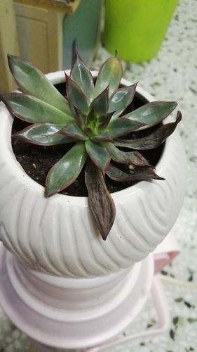 多肉叶子干黑是枯死还是能救?-第1张图片-吾爱花网 多肉叶子干黑是枯死还是能救?-第1张图片-吾爱花网