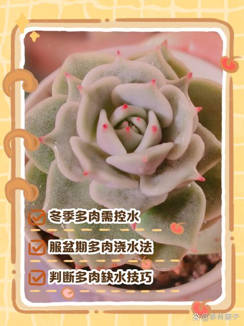多肉植物喝水不用根?-第2张图片-吾爱花网 多肉植物喝水不用根?-第2张图片-吾爱花网