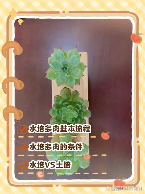 多肉植物喝水不用根?-第3张图片-吾爱花网 多肉植物喝水不用根?-第3张图片-吾爱花网