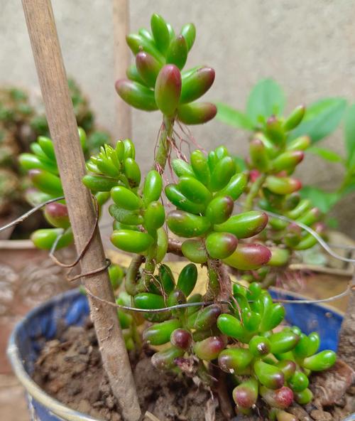 虹之玉多肉晒太阳要注意什么?-第2张图片-吾爱花网 虹之玉多肉晒太阳要注意什么?-第2张图片-吾爱花网