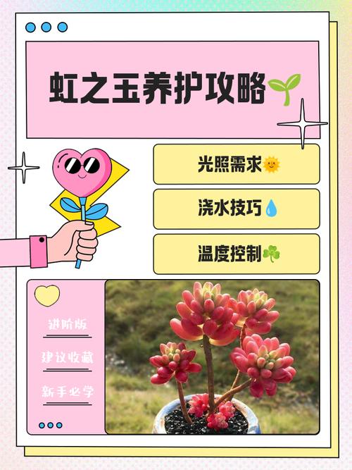 虹之玉多肉晒太阳要注意什么?-第3张图片-吾爱花网 虹之玉多肉晒太阳要注意什么?-第3张图片-吾爱花网