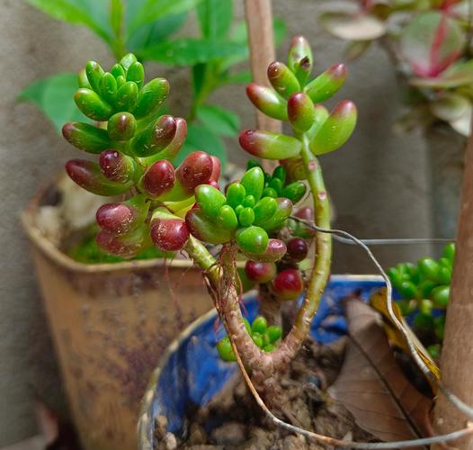 虹之玉多肉晒太阳要注意什么?-第1张图片-吾爱花网 虹之玉多肉晒太阳要注意什么?-第1张图片-吾爱花网