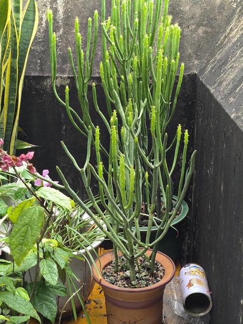 多肉光棍树太阳晒多会伤吗?-第1张图片-吾爱花网 多肉光棍树太阳晒多会伤吗?-第1张图片-吾爱花网