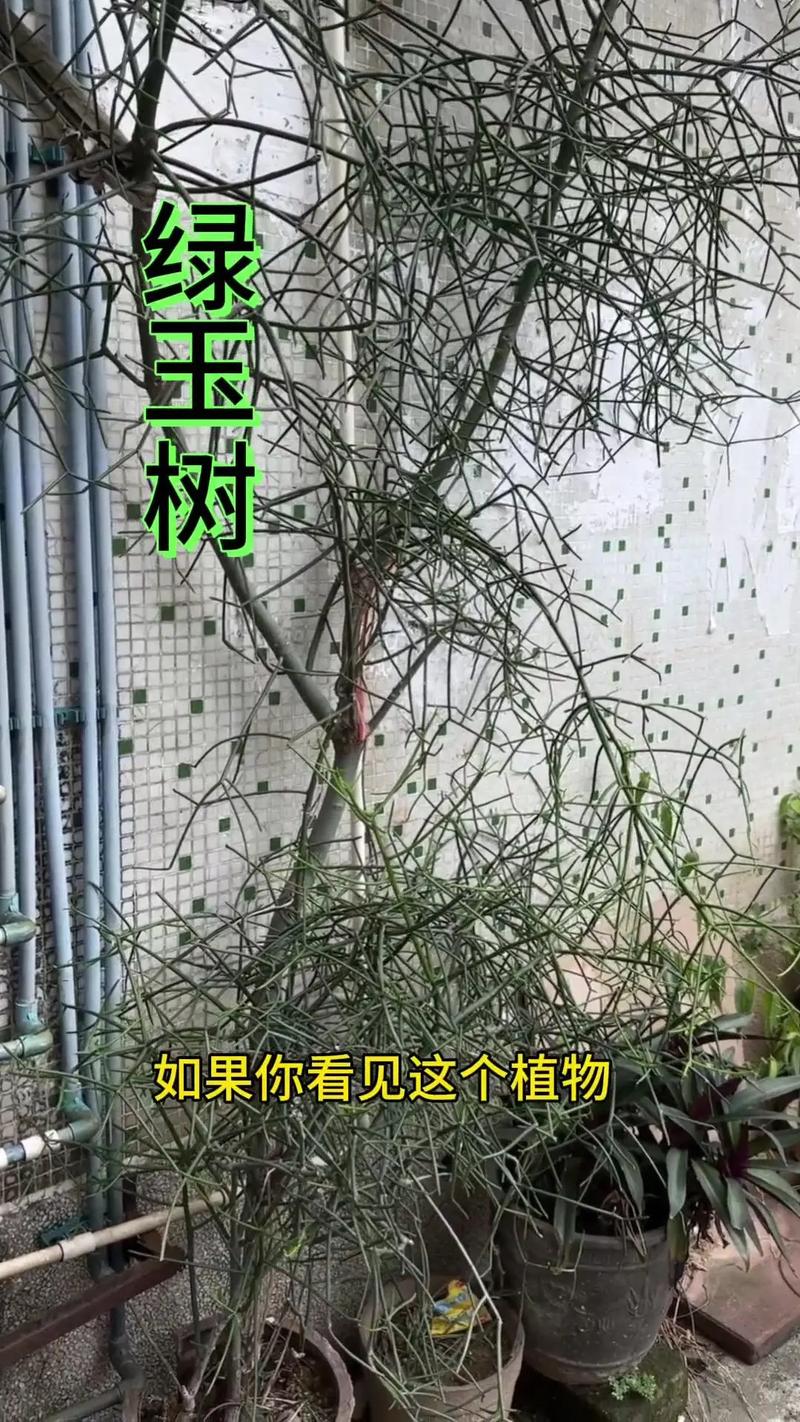 多肉光棍树太阳晒多会伤吗？-第2张图片-吾爱花网