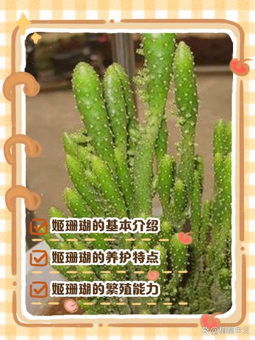 珊瑚掌多肉有何独特功效?-第2张图片-吾爱花网 珊瑚掌多肉有何独特功效?-第2张图片-吾爱花网