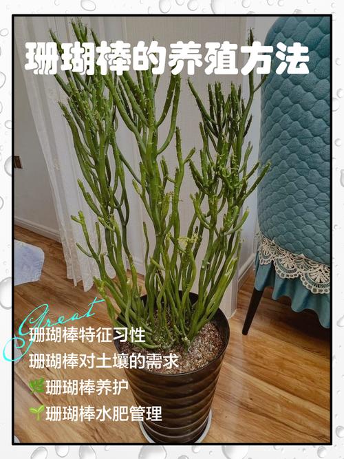 珊瑚掌多肉有何独特功效?-第3张图片-吾爱花网 珊瑚掌多肉有何独特功效?-第3张图片-吾爱花网