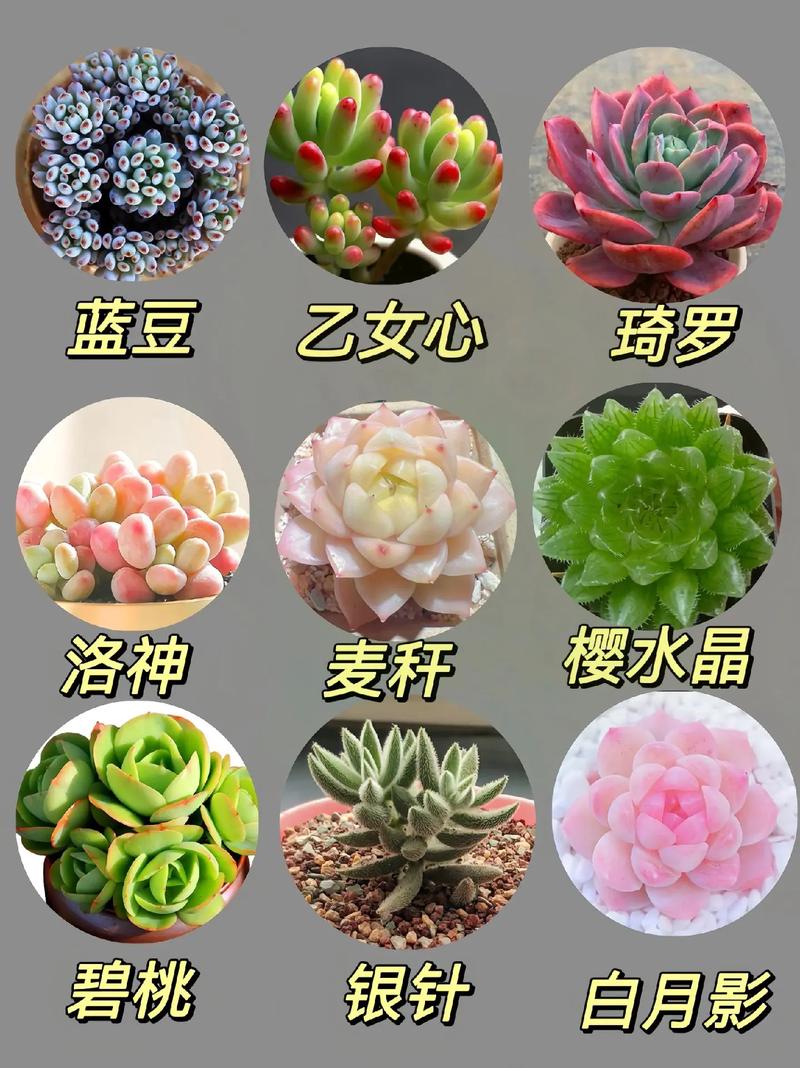 多肉小盆栽图片名称有哪些?-第2张图片-吾爱花网 多肉小盆栽图片名称有哪些?-第2张图片-吾爱花网