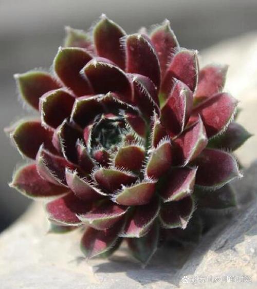 盆栽多肉紫牡丹怎么养-第3张图片-吾爱花网 盆栽多肉紫牡丹怎么养-第3张图片-吾爱花网