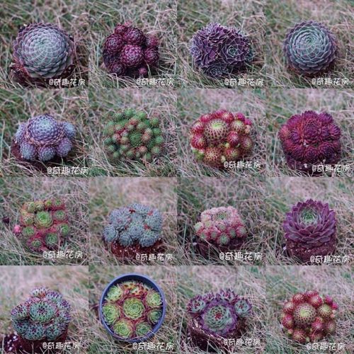 盆栽多肉紫牡丹怎么养-第1张图片-吾爱花网 盆栽多肉紫牡丹怎么养-第1张图片-吾爱花网