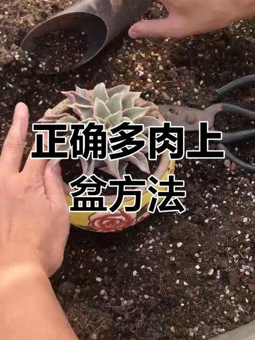 多肉洗根后必须晾干吗?-第1张图片-吾爱花网 多肉洗根后必须晾干吗?-第1张图片-吾爱花网