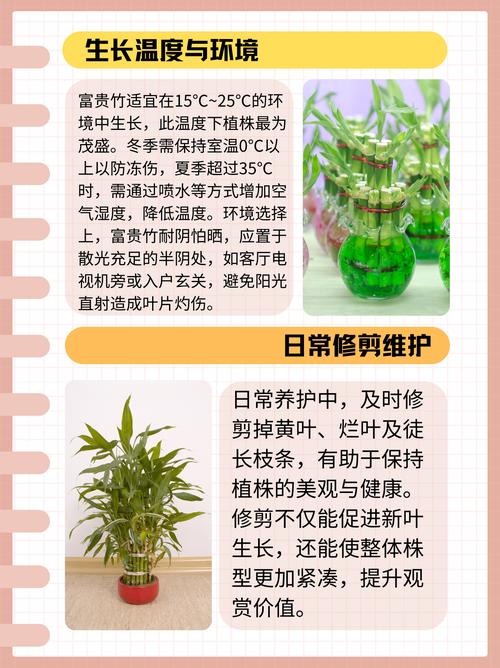 富贵竹水培改土培要怎么做?-第1张图片-吾爱花网 富贵竹水培改土培要怎么做?-第1张图片-吾爱花网