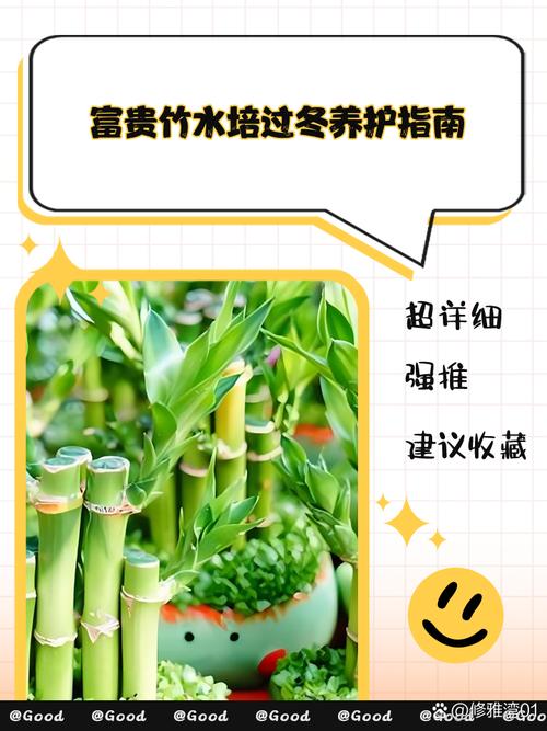 富贵竹水培改土培要怎么做？-第2张图片-吾爱花网