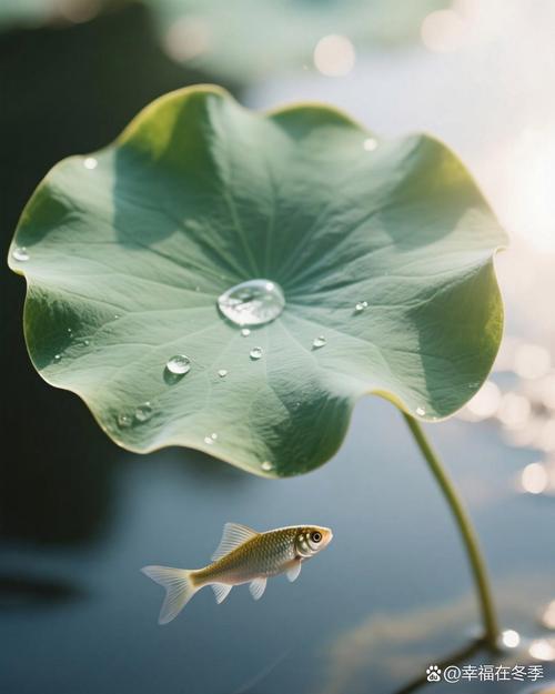 哪些水培植物像荷叶?-第1张图片-吾爱花网 哪些水培植物像荷叶?-第1张图片-吾爱花网