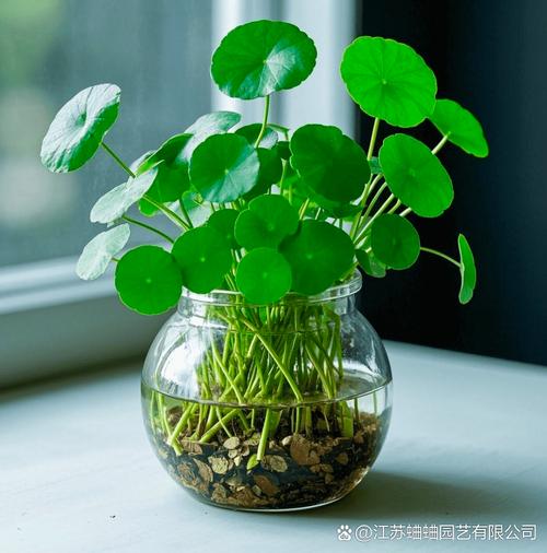 哪些水培植物像荷叶?-第2张图片-吾爱花网 哪些水培植物像荷叶?-第2张图片-吾爱花网