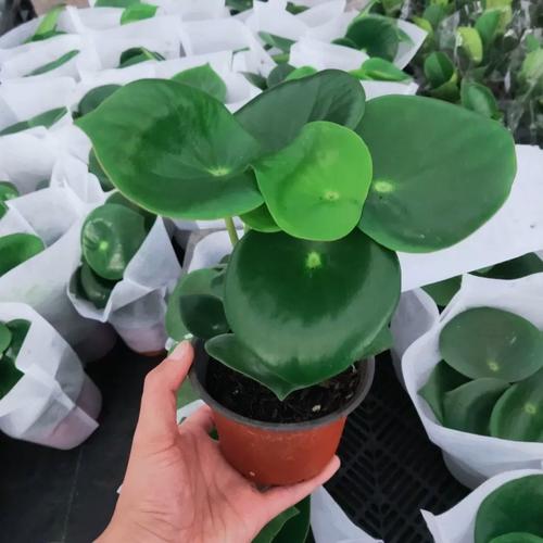 哪些水培植物像荷叶?-第3张图片-吾爱花网 哪些水培植物像荷叶?-第3张图片-吾爱花网