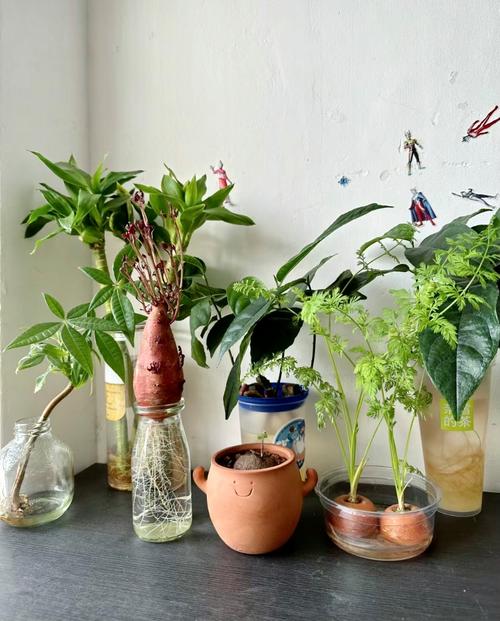 水培瓶适合养哪些好养活的植物?-第1张图片-吾爱花网 水培瓶适合养哪些好养活的植物?-第1张图片-吾爱花网